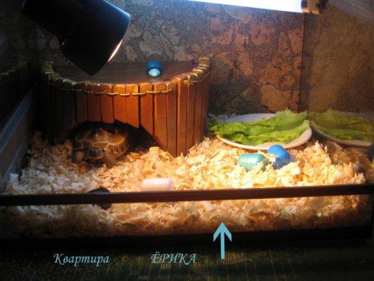 Самодельный террариум для сухопутной черепахи (инструкция с фото и чертежами)