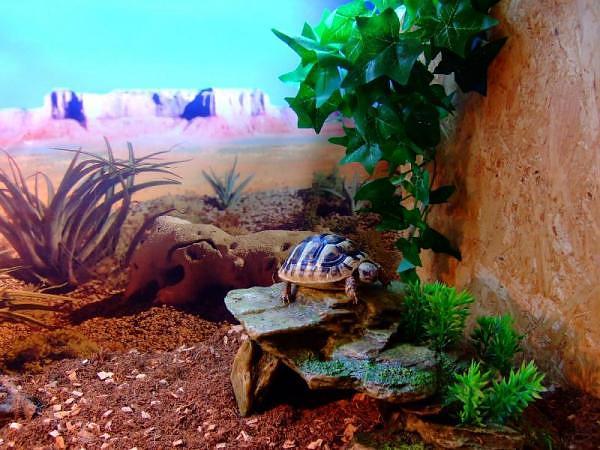 An outdoor pen for your box turtle - Marchelache