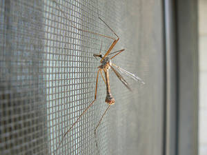 Защитили ли вы свой дом от комаров и других насекомых?