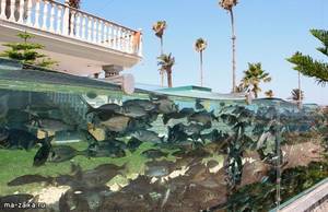 Садовый аквариум: новинка ландшафтного дизайна