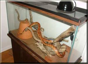 Террариум для змей: интерьер с ползучими питомцами