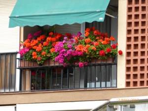 Кашпо для балкона: вертикальное озеленение за пределами комнат
