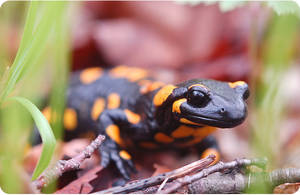 Террариум-зоопарк на даче для огненной саламандры Террариум-зоопарк на даче для огненной саламандры