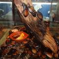 Аквариум для американских тараканов и других представителей фауны в интерьере дома