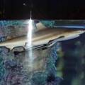 Аквариум в интерьере дома: морской стиль с акулой и другими хищниками