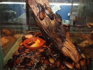 Аквариум для американских тараканов и других представителей фауны в интерьере дома