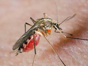 Избавляемся от комаров электронными устройствами