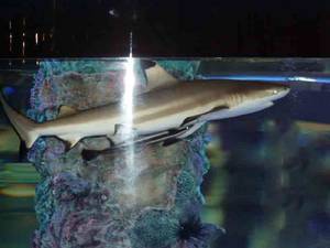 Аквариум в интерьере дома: морской стиль с акулой и другими хищниками