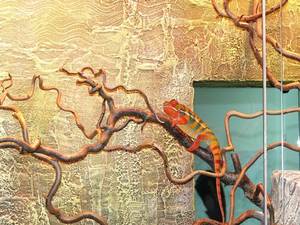 Террариум своими руками для домашних интерьеров с хамелеоном