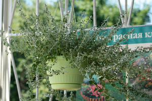 Кашпо для цветов подвесные – идеальное сочетание фантазии и умелых рук