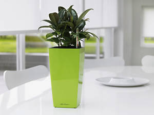 Кашпо лечуза: автополив в действии!